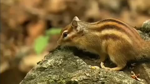 🐿 Chipmunk uses his superb🐿