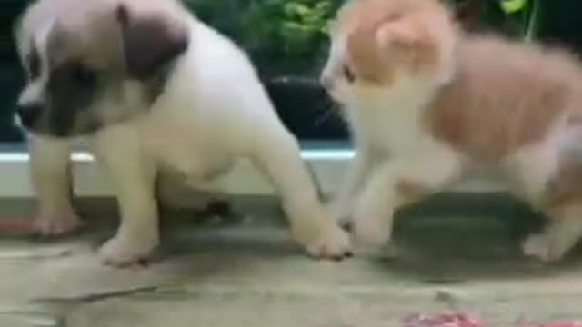Funny Cats, Funniest Cats, Best Funny Cat Videos Of This Week