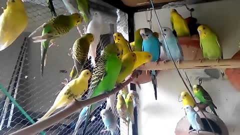 Budgies Parrots colony makes better benefit than cages_p6