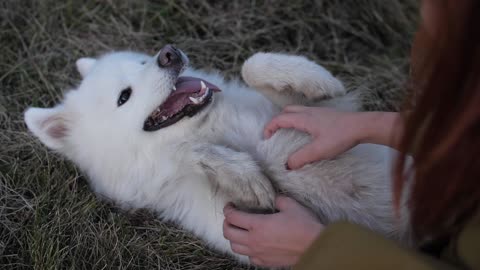 My girlfriend is playing with a dog and it's very hilarious