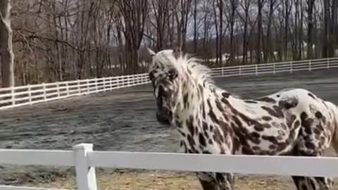 3-year-old pizzazz leopard friesian appaloosa breeding stallion