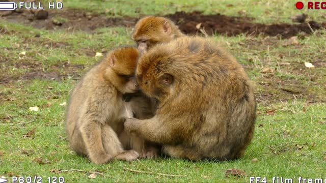 Funny Baby Monkey