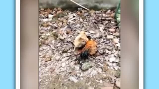 Chicken and Dog Fight🤣🤣