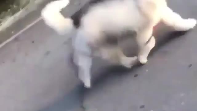 walk yourself