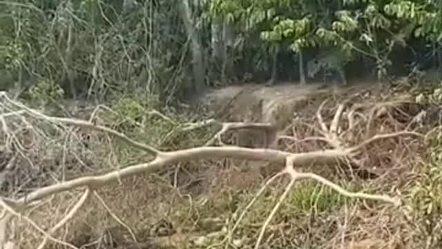 GIANT OTTERS ATTACK JAGUAR IN PACKS