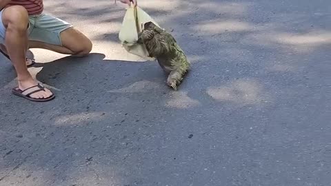 A Cute animal on road