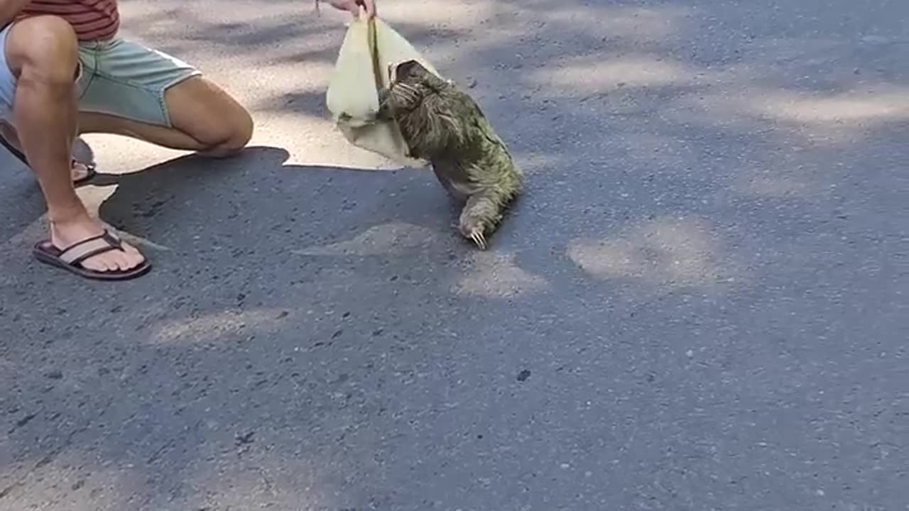 A Cute animal on road