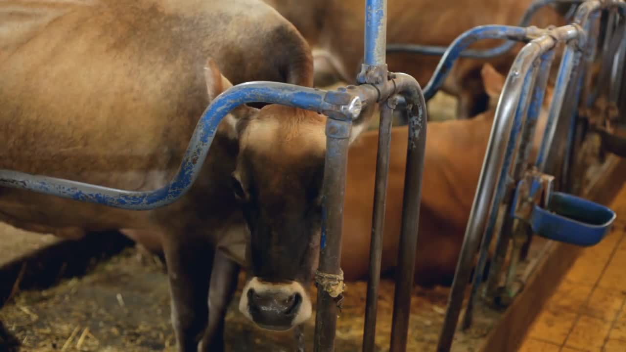 Cow chained to pole in feeding area