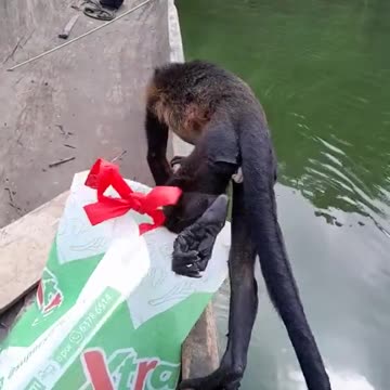 What kind of animal is it? fisherman was walking on the lake