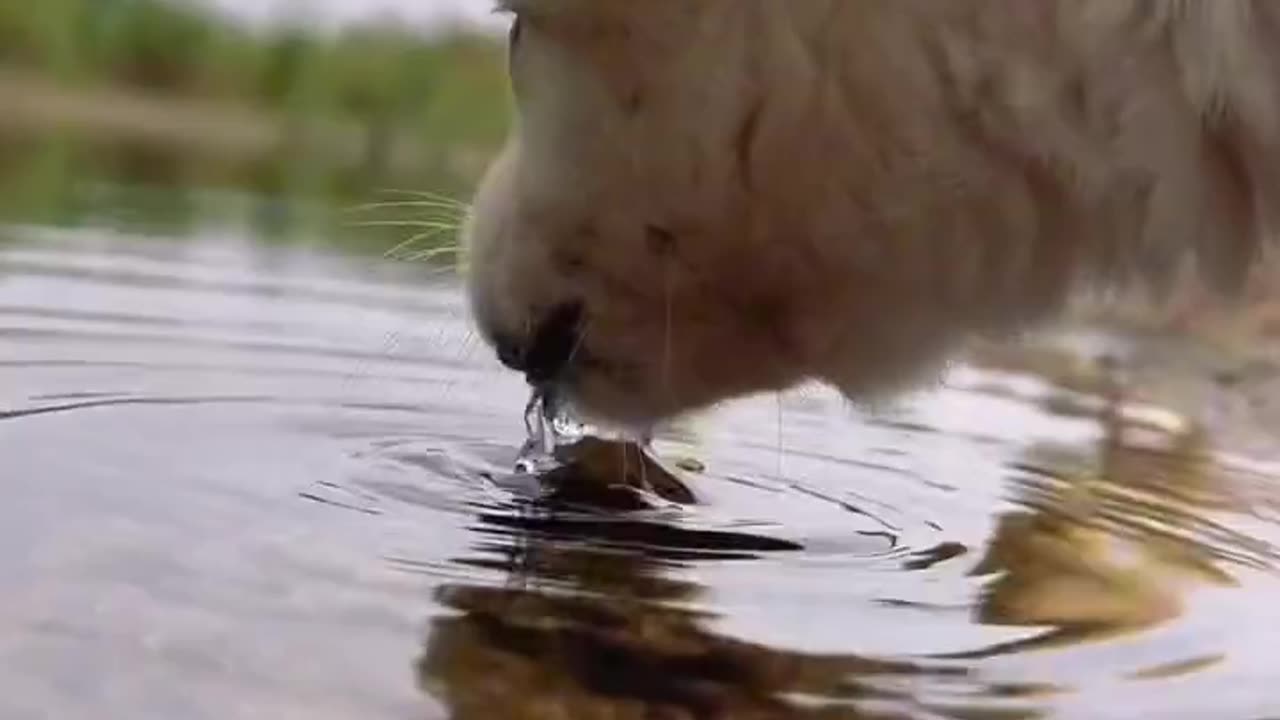 The dog is drinking water by the river