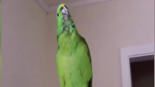 Funniest Parot Laughing in Front of Camera