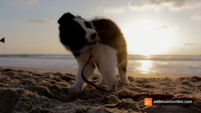 A cute puppy is playing on the sea interesting video