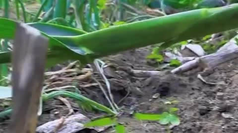 rabbit eating corn