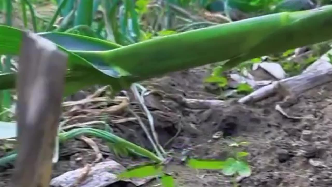 rabbit eating corn