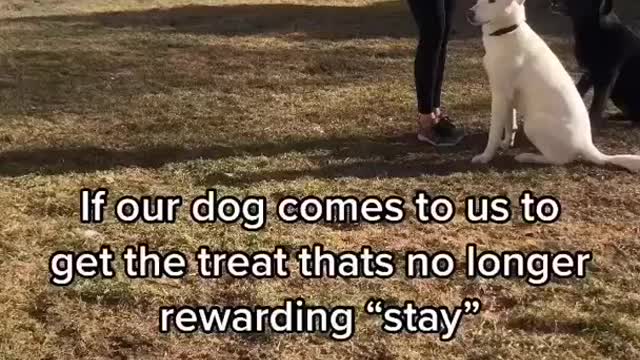 Dog Training Tips - Smart Dog Videos #shorts