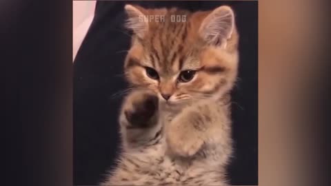 🐶🐱 Funny Cat Reaction Videos - Try Not To Laugh 🤣 Super Dog part 3