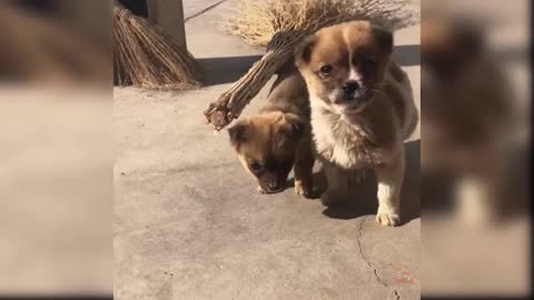 Cute dog vedios || Dogs funny vedio for fun 2021