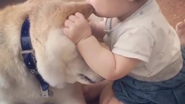 Are dog ears delicious?