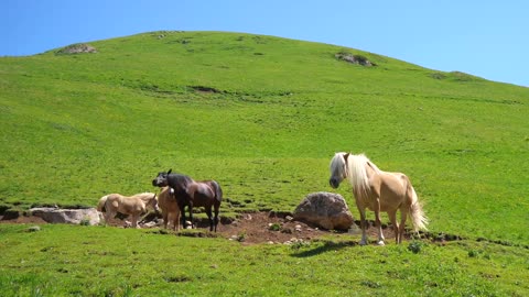 Horse Beach Forest Animal Free HD Videos