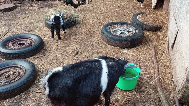 Skymon the Nigerian Dwarf goat and kids
