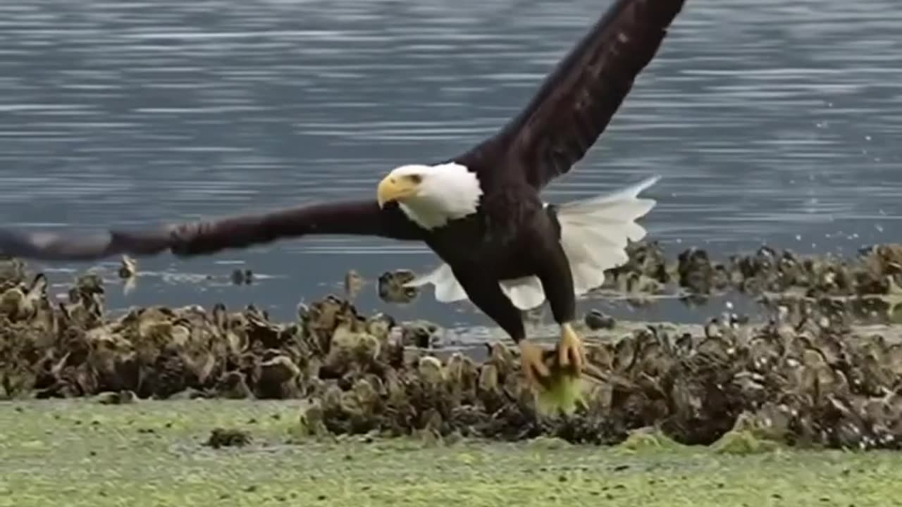 Blad Eagle's Amazing Ability to Find Food viral