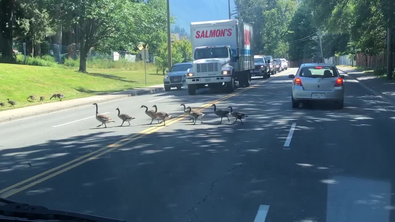 Canada goose crossing