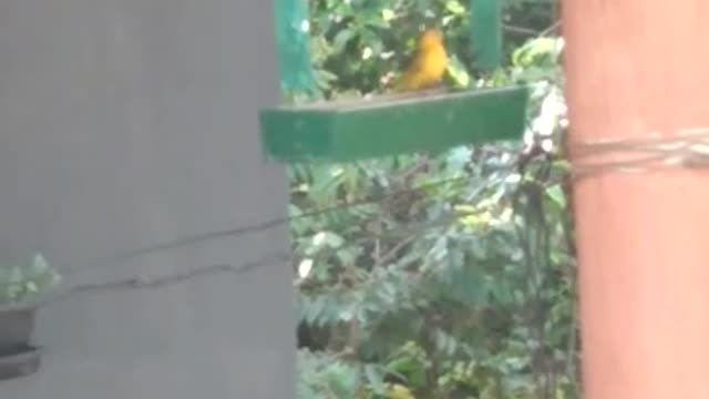 Canary at feeding time