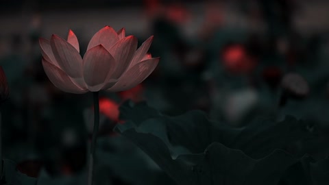 Dancing flower in the moon light