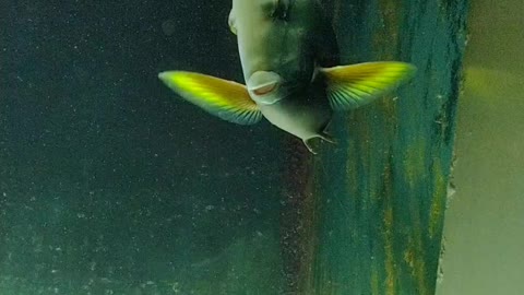 Beautiful fish