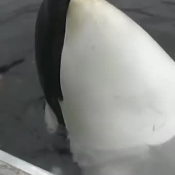 The Killer Whale Hunting Humpback Whale