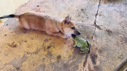 Funny bullfrog sounds/ funny animals, funny dog just for laughs