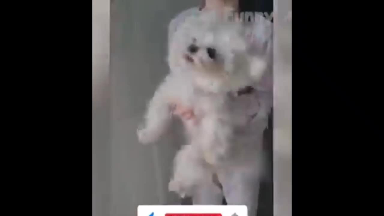 Dog wont stay still 🤣