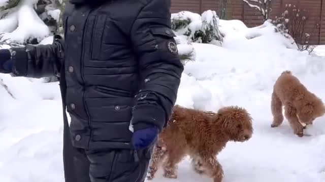 Kids playing with cute puppies #shorts