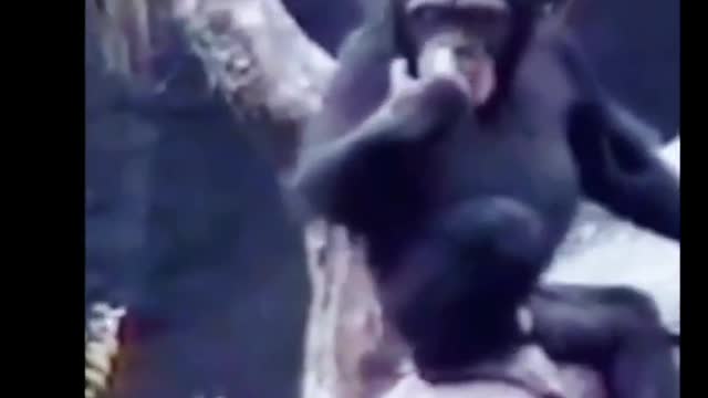 OMG..never seen before monkey laugh funny video in 2021 !! try don't laugh