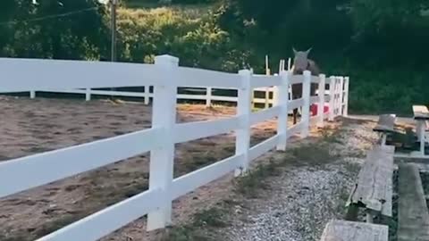 A horse owner boldly spent $12 to buy a special horse headgear for his beloved h