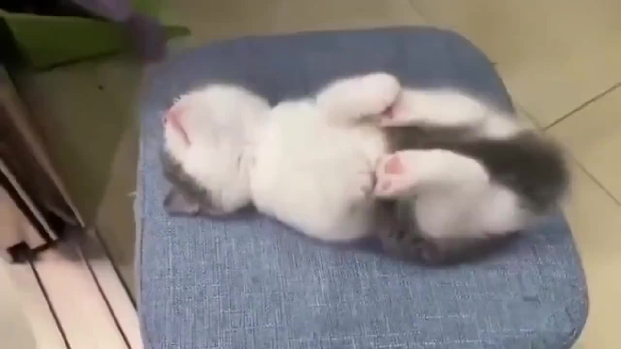 cat sleeping soundly