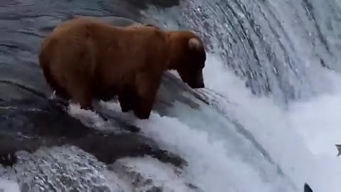 Hungry Bear's Food Time