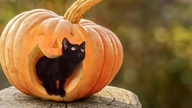 funny cute cats