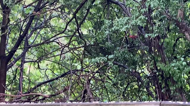 Cardinals hungry after thunderstorms