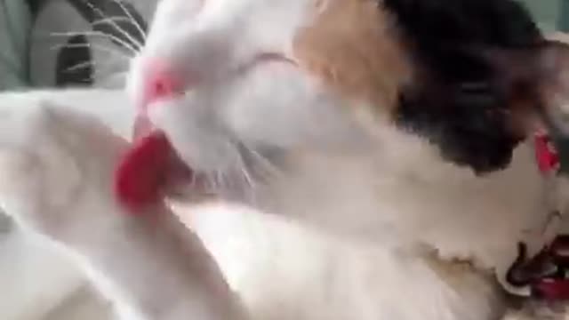 Funny cat reaction