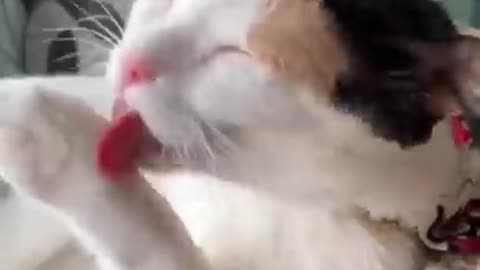 Funny cat reaction