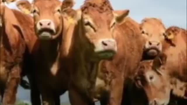 where does flouride come from?