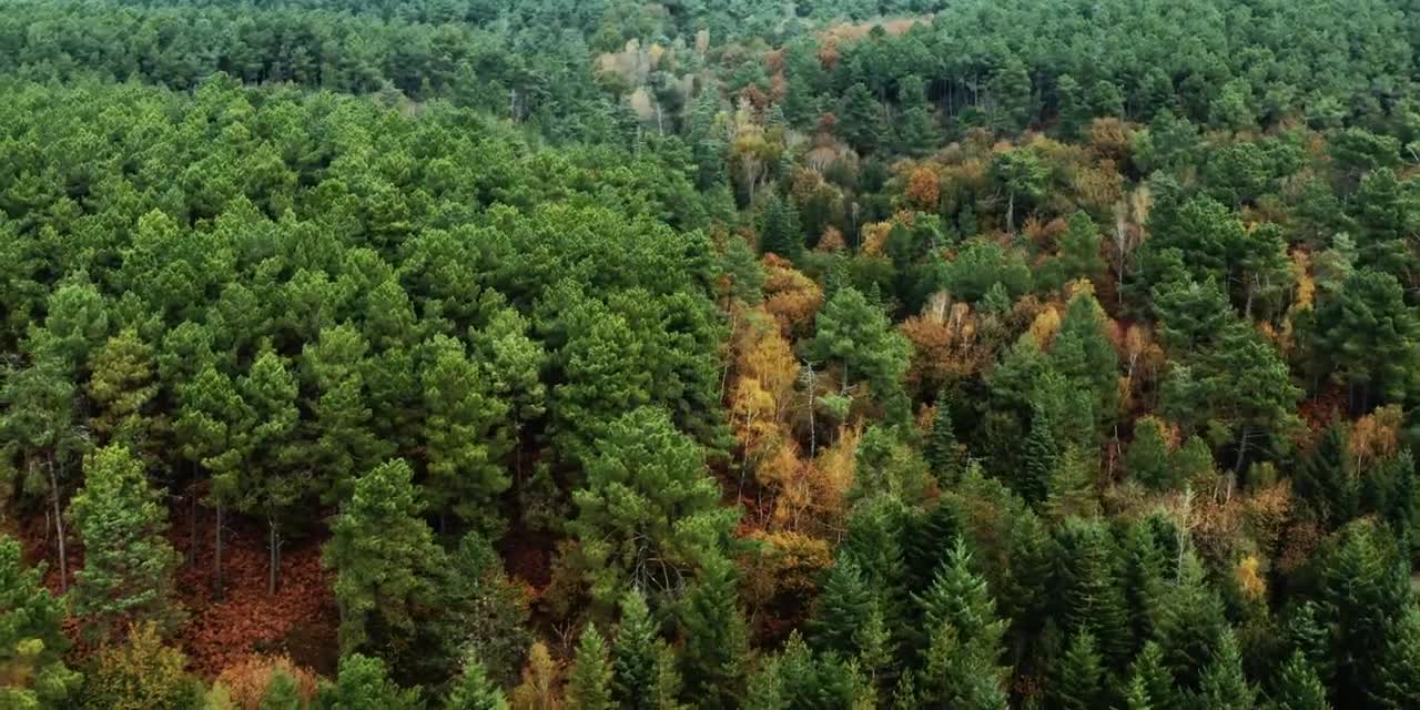 Fall Colors | Forest | Cinematic Drone Footage