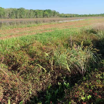 Picking wild blackberries is a Louisiana tradition