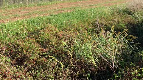 Picking wild blackberries is a Louisiana tradition