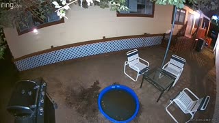 Bear Cools Off at Night in Kids Swimming Pool