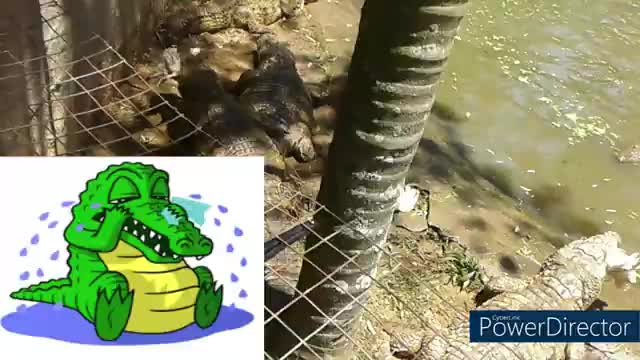 CROCODILE'S CRY LIKE PEOPLE!!! SOUTH AFRICA NILE CROCODILE FARM -