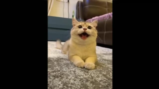 Brincadeira de gatos lindos e bagunceiros