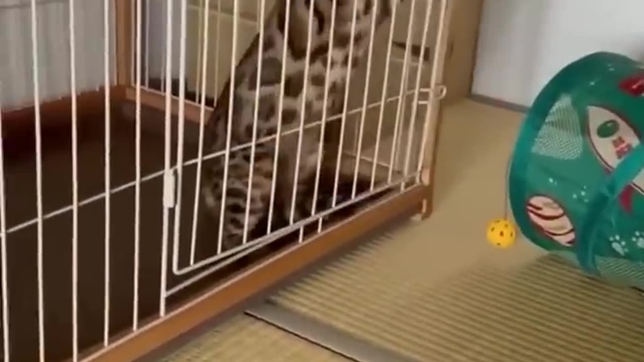 FUNNY ANIMAL VIDEO