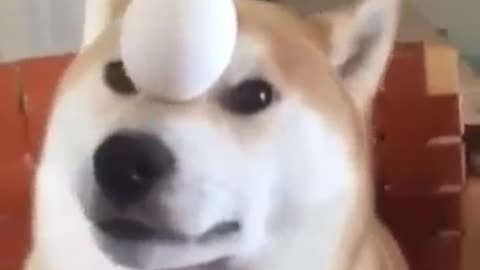 Dog balances the egg on his forehead